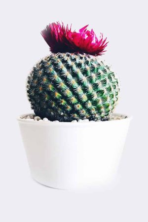 Old Lady Cactus