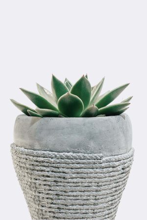Green Soil Lotus